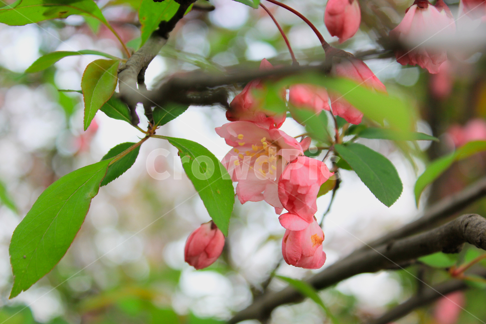 꽃,시즌,분홍꽃,나뭇잎,자연,꽃봉오리,보케,flower,season,leaf,nature,식물,자연,plants,nature,꽃,flower