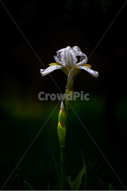 붓꽃,식물,봄꽃,자연,흰꽃,flower,감성,식물,자연,plants,nature,꽃,flower