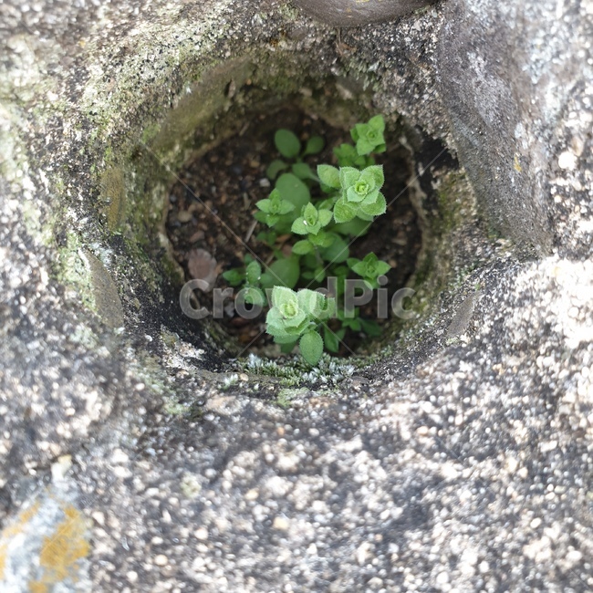 hole,구멍,생명,새싹,자연
