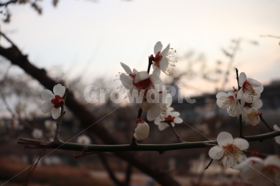 봄꽃,4월,노을,벚꽃,봄,봄,계절,spring,season,식물,자연,plants,nature,꽃,flower,plant,blossom