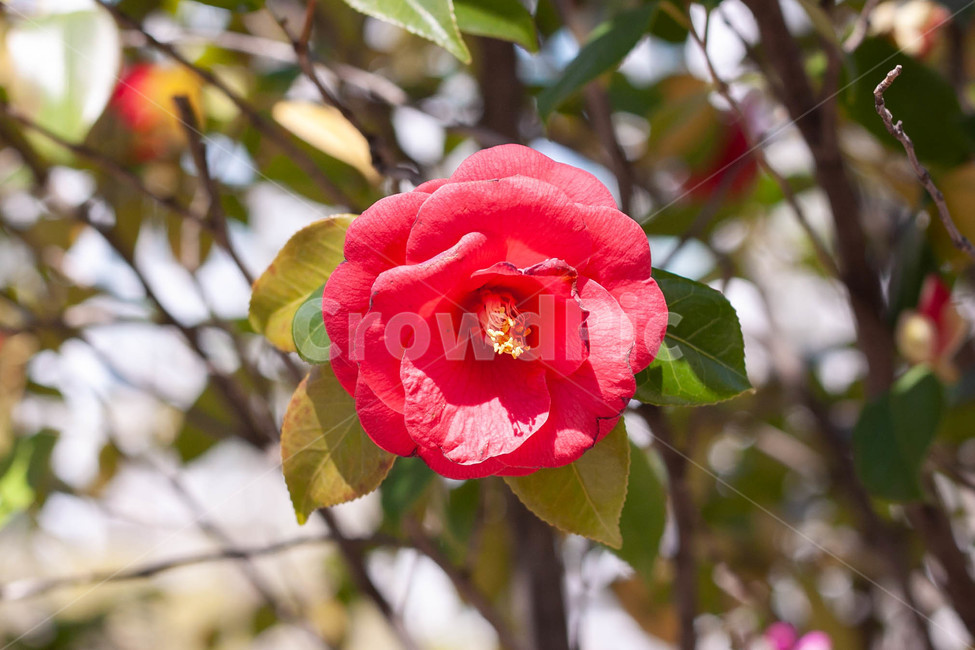 동백꽃,길가의꽃,붉은꽃,붉은동백,만개한꽃,식물,자연,plants,nature,꽃,flower
