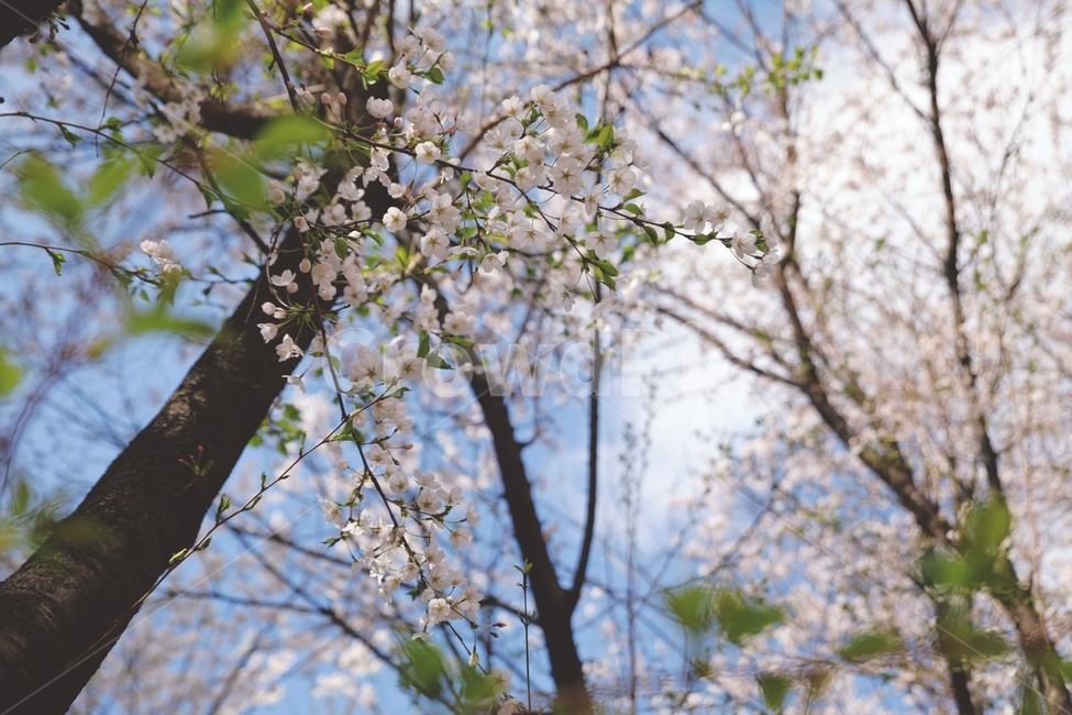 꽃,벚꽃,봄,나무,하늘,봄,계절,spring,season,식물,자연,plants,nature,꽃,flower,plant,cherry blossom,blossom