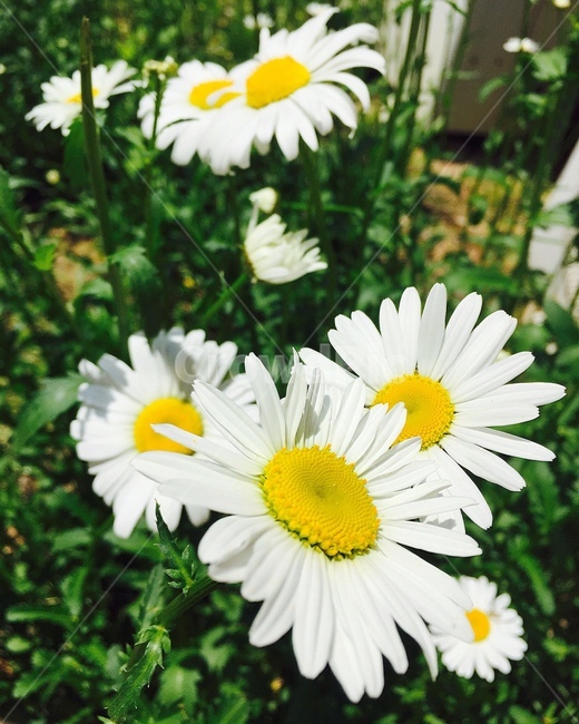 꽃,들국화,가을,야생화,감성,fall,nature,꽃구경,봄나들이,나들이,mood,무드,하얀꽃,season,가을꽃,식물,자연,plants,flower,봄날,봄,흰꽃,정원,garden,leaf,가든,배경,꽃밭,9월,10월,맑음,맑은날,꽃잎,식물,자연,plants,nature,꽃,flower
