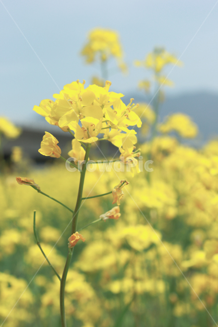 유채꽃,꽃,노란꽃,계절,식물,보케,flower,season,plant,yellow,식물,자연,plants,nature,꽃,flower
