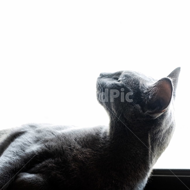 러시안블루,고양이,번려묘,러블,애완동물,동물,animal,포유류,mammal,고양이,cat,kitten,kitty