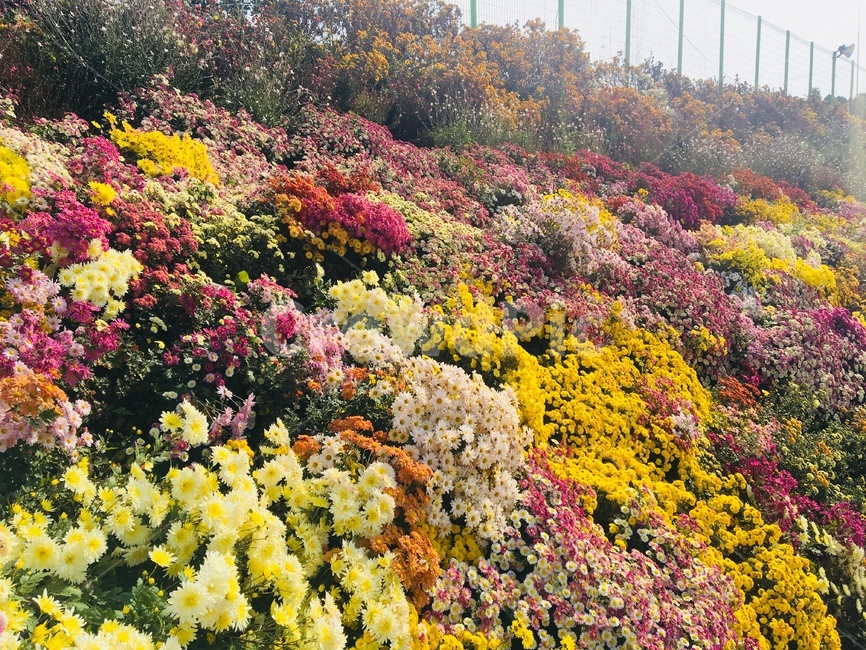 꽃,봄,자연,spring,들꽃,식물,flower,봄꽃,가을,국화,화순,봄,계절,spring,season,식물,자연,plants,nature,꽃,flower,plant
