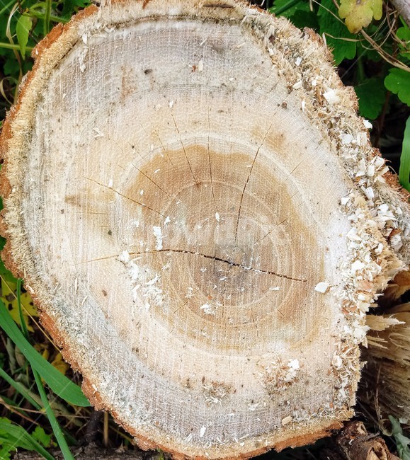 나무,wood,나이테,growthring,자연,나무,trees,wood