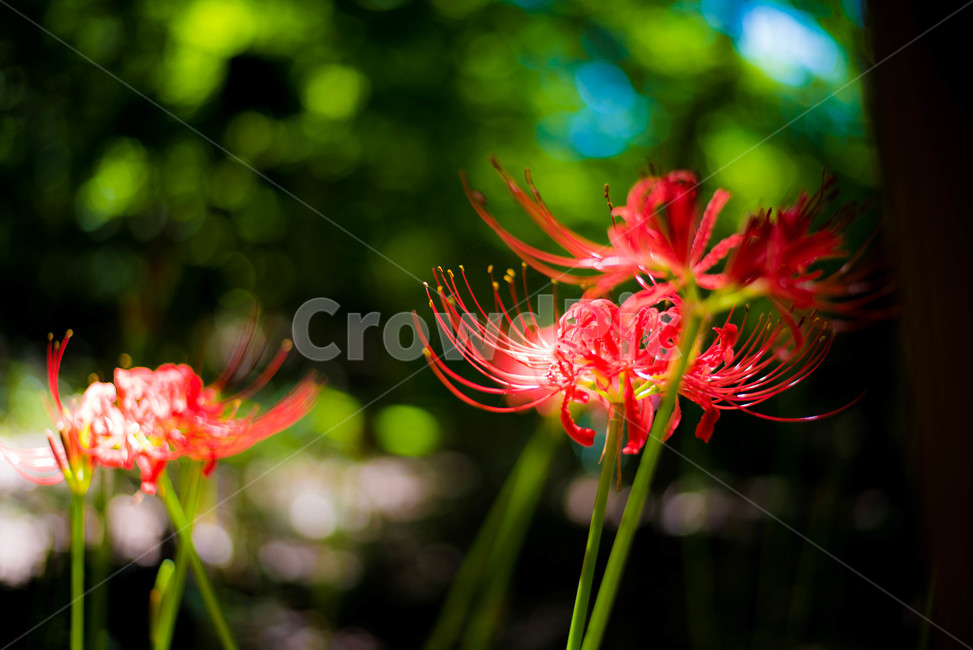 꽃무릇,상사화,붉은꽃,레드플라워,함양상림공원,식물,자연,plants,nature,꽃,flower,감성,sensible,feeling
