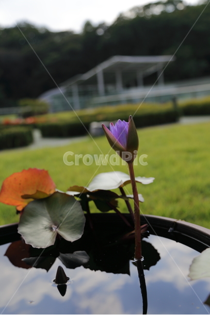 꽃,연꽃,식물원,flower,purple,식물,자연,plants,nature,꽃,flower