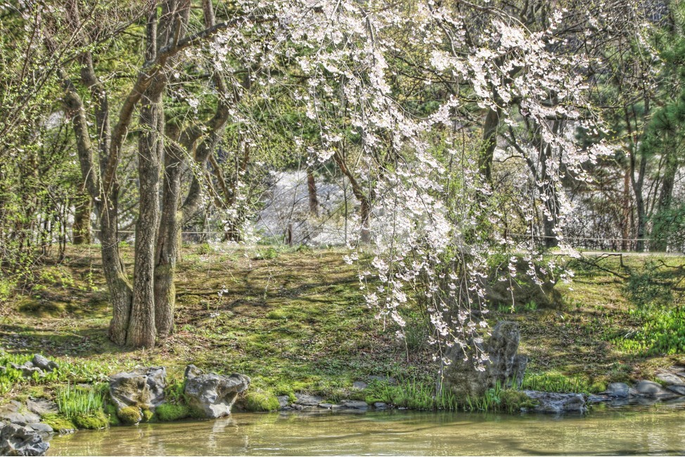 벚꽃,풍경화,호수,자연,풍경,봄,계절,spring,season,자연,풍경,nature,landscape,휴식,힐링,rest,relaxation,healing,outdoors,옥외,plant,식물