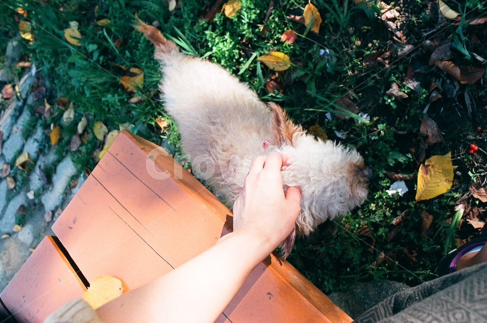 강아지,반려견,노견,푸들,산책,필름,가을,dog,동물,animal,포유류,mammal,개,강아지,dog,doggy