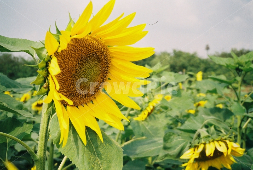 해바라기,꽃,노랑,여름,초록,필름,필름사진,자연,식물,자연,plants,nature,꽃,flower