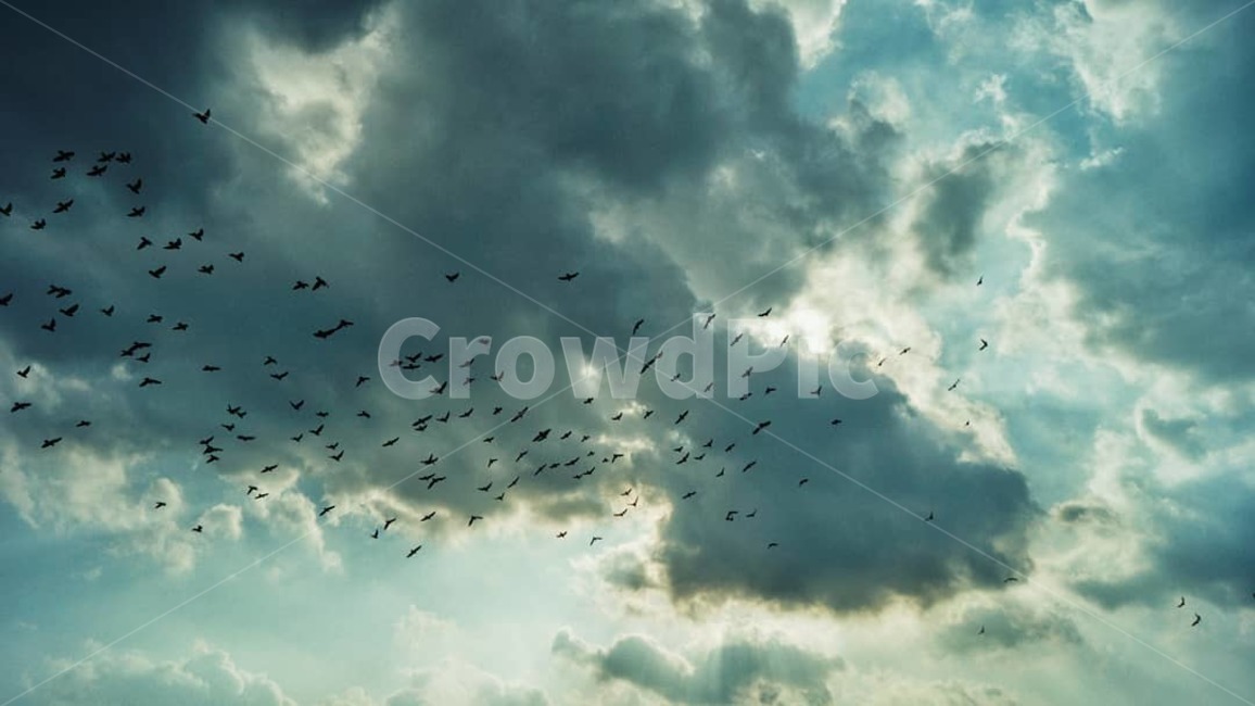 flock,대군,animal,동물,새,비둘기,구름,하늘,해,풍경,분위기,bird,dove,pigeon,cloud,sun,sky,landscape,view,atmosphere,mood,필름카메라