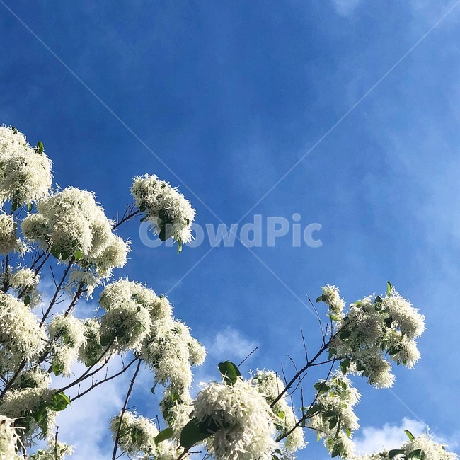 봄,꽃,하늘,sky,flower,spring