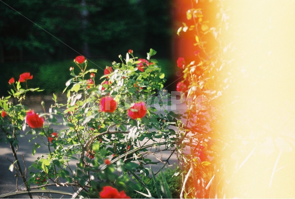 꽃,나무,감성,식물,자연,봄,식물,자연,plants,nature,꽃,flower,감성,sensible,feeling