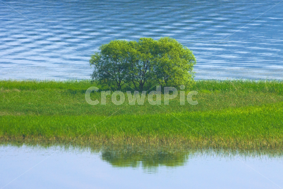 나무,숲,들판,강물,풀,자연,water,nature,outdoors,식물,자연,plants,nature,나무,trees,wood