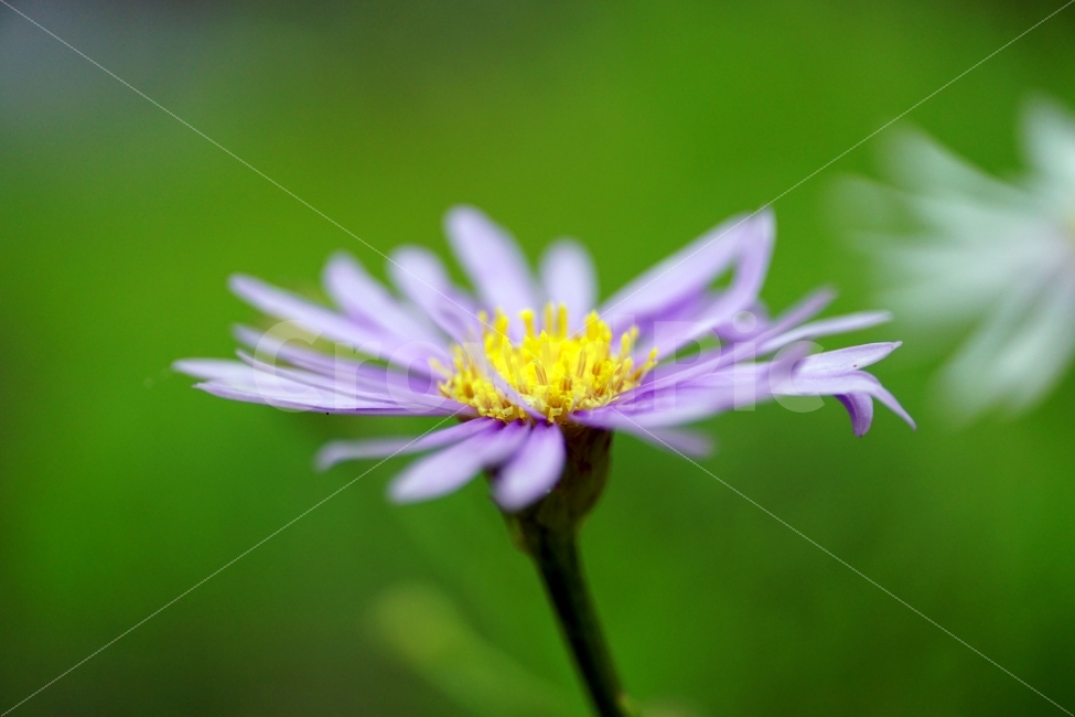 macro,nature,summer,flower,In July,flower photo,affix,plant,bee ant smell,sight,season,landscape