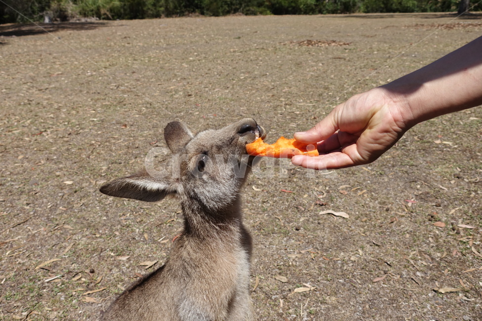 australian kangaroo,Brisbane,kangaroo,Lone Pine Zoo,australia