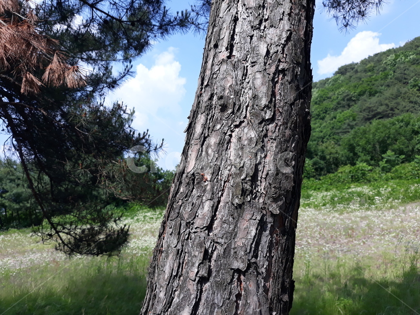 tree,나무,plant,식물,treetrunk,나무줄기,sky,하늘,숲,forest,식물,자연,plants,nature,나무,trees,wood