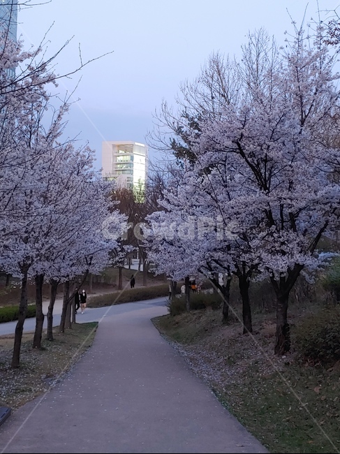 풍경,길,거리,저녁,벚꽃,꽃길