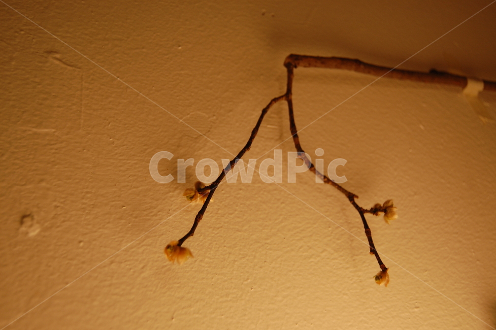 plant,식물,인테리어,interior,나무