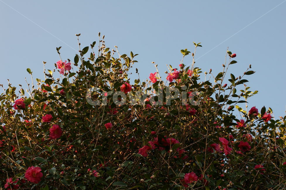 제주도,겨울,겨울꽃,동백꽃,동백,빨간꽃,하늘,식물,자연,plants,nature,꽃,flower