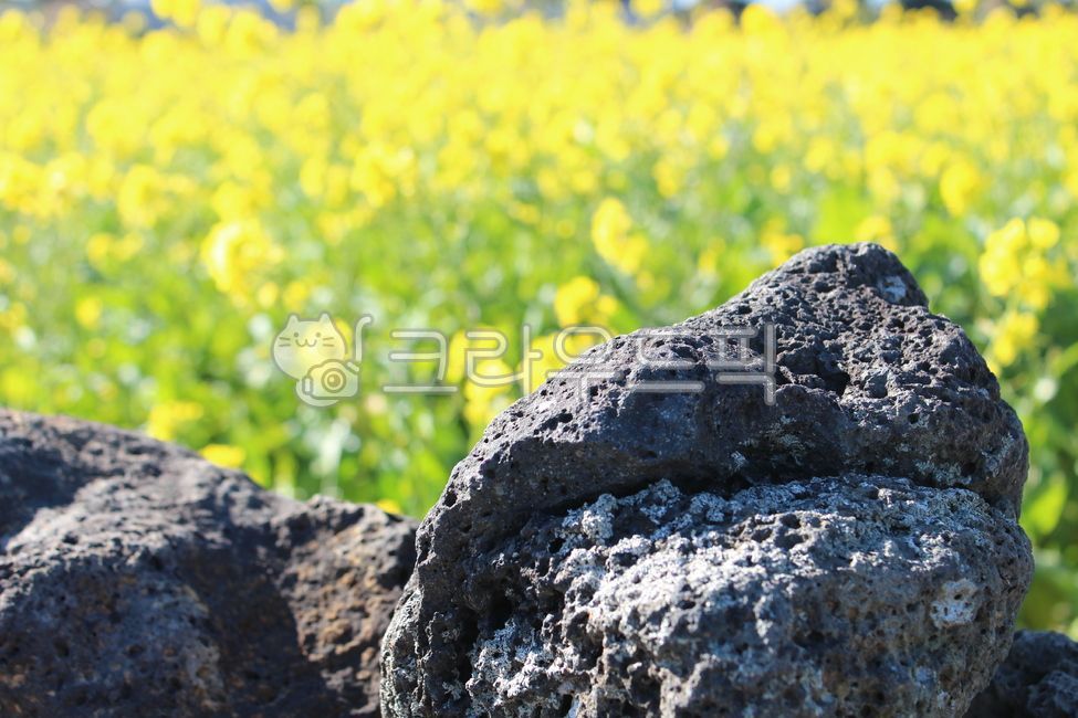 봄,유채꽃,제주도,노란꽃,노란색,노랑,꽃,희망,전령,현무암,제주,봄의전령