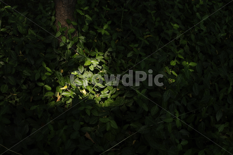 잎,식물,plant,빛,그림자