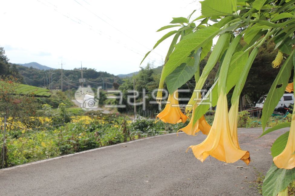 브루그만시아,엔젤트럼펫,꽃,식물,flower