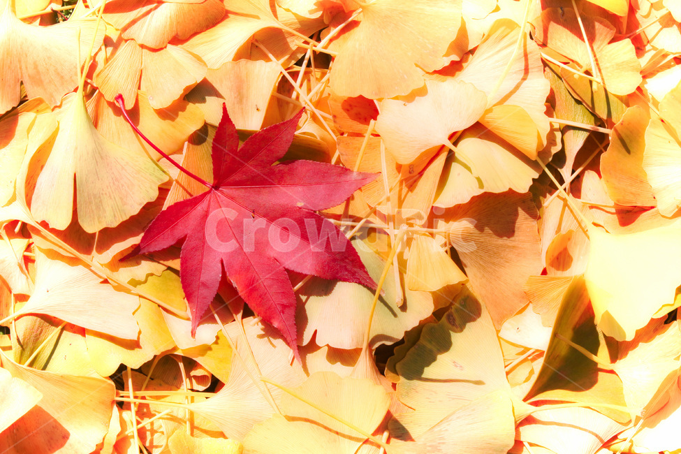 잎,식물,단풍,가을,은행잎,단풍잎,단풍나무,은행나무,가을,계절,fall,autumn,season,식물,자연,plants,nature