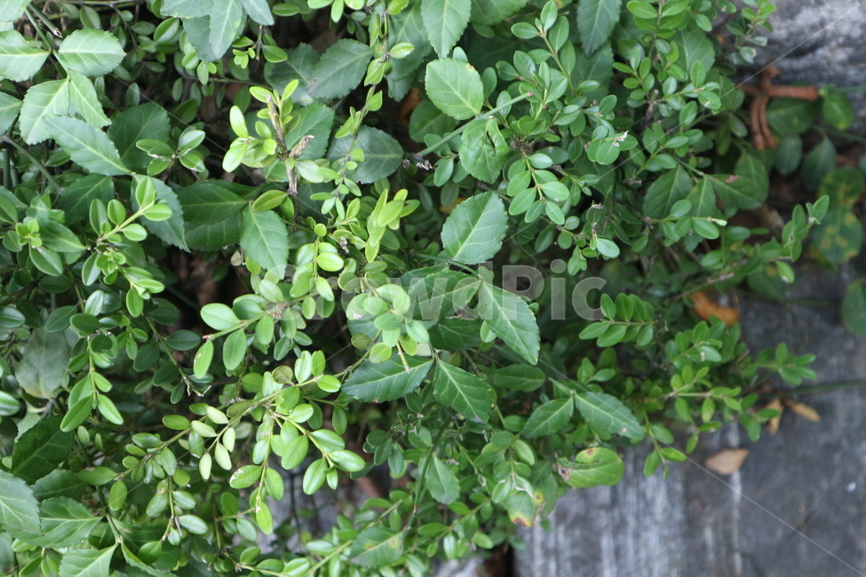 식물,초록,자연,green,나뭇잎,식물,자연,plants,nature