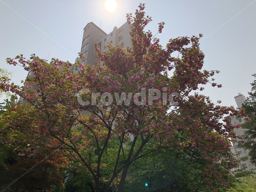 plant,식물,야외,풍경,나무