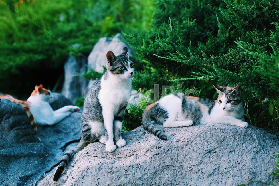 고양이,여름,동물,귀여운,자연,풍경,동물,animal,포유류,mammal,고양이,cat,kitten,kitty