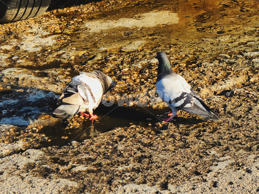 새,bird,비둘기,두마리새,비둘기두마리,동물,animal,조류,새,birds