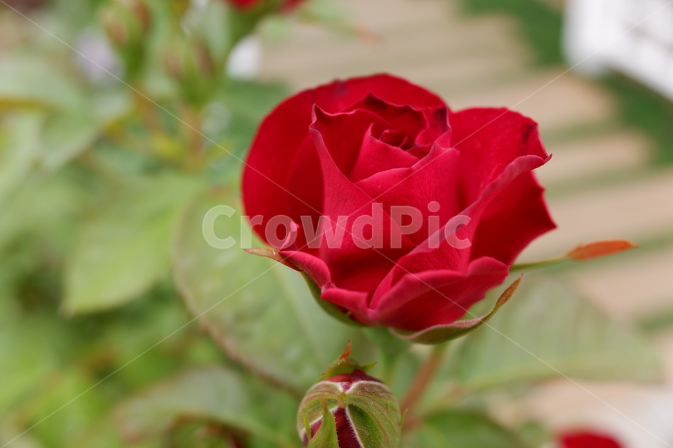 빨간장미,장미,꽃,rose,flower,red,레드,빨강
