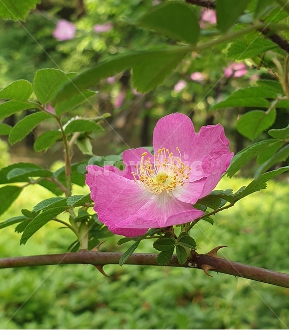 해당화,분홍해당화,장미과,핑크,홑잎,해당꽃,초록잎,녹색잎,잎사귀,잎파리,빨간해당화,빨강해당화,분홍꽃,분홍,꽃,플라워,flower,dicentra,식물,plants,nature,야생화,봄,계절,spring,season,자연,봄꽃,백그라운드,가지,배경화면,감성,숲,생화,바탕화면,꽃잎