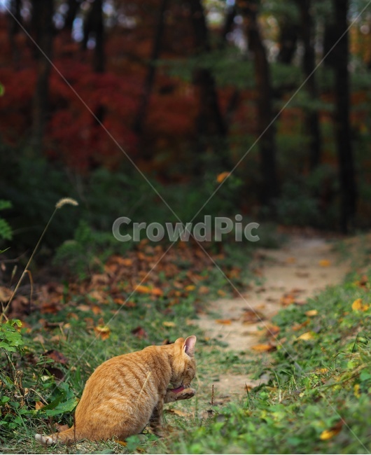 산책로,고양이,cat,야옹이,길냥이,lane,path,오솔길,길고양이,얼룩고양이,숲속,숲,어린고양이,새끼고양이,줄무늬고양이,줄무늬,바라보기,뒷모습,동물,animal,포유류,mammal,고양이,cat,kitten,kitty