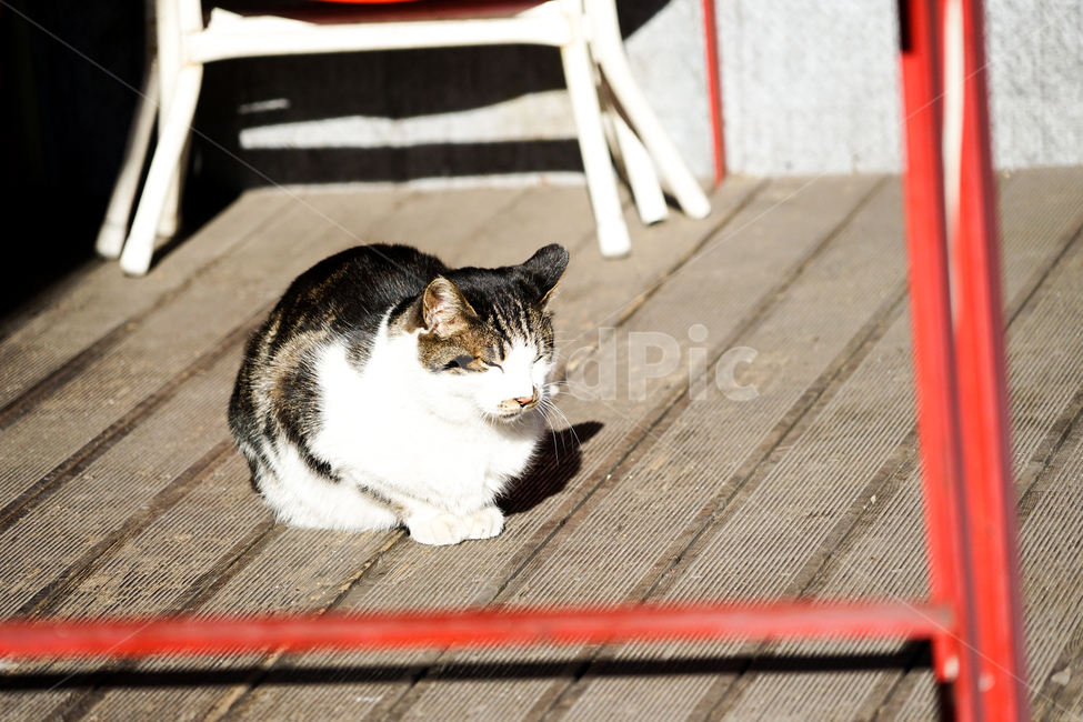 고양이,동물,포유류,길냥이,cat,animal,pet,낮잠,동물,animal,포유류,mammal,고양이,cat,kitten,kitty