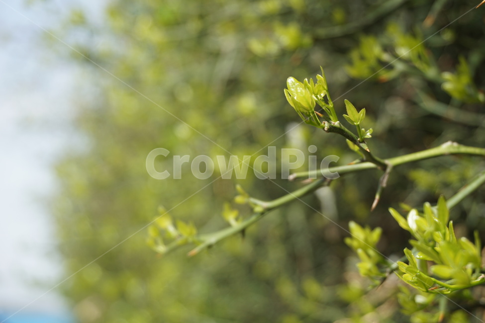 봄,4월,탱자나무,탱자나무가시,새순,연두색,녹색,가시나무,가시,봄,계절,spring,season,식물,자연,plants,nature,plant