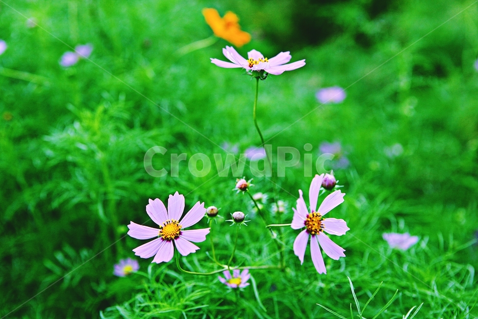 코스모스,꽃,꽃잎,식물,자연,공원,가을,가을꽃,식물,자연,plants,nature,꽃,flower