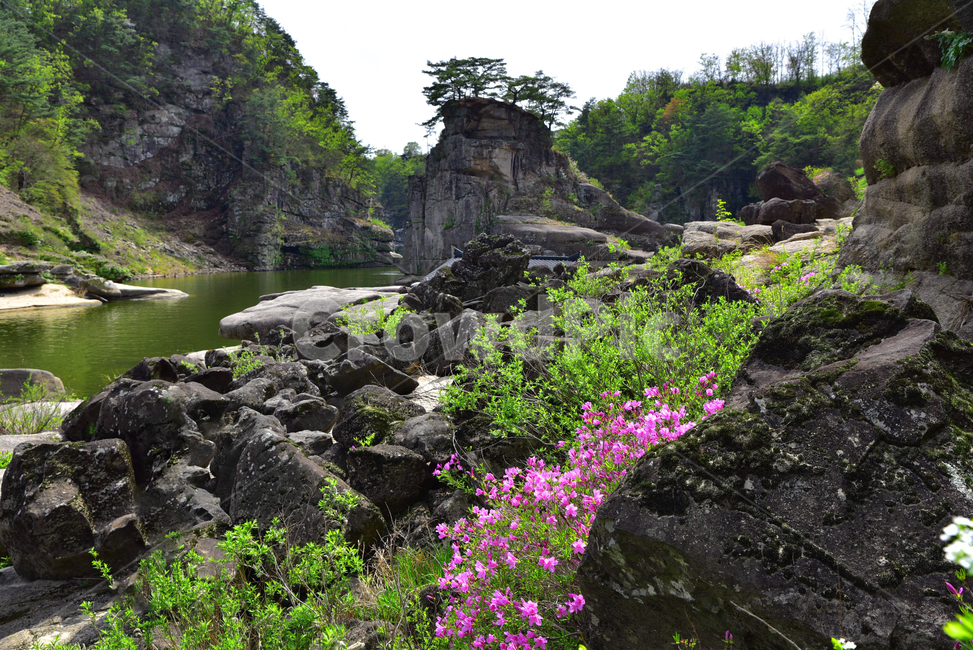 고석정,한탄강,철원,바위,수달래,봄,분홍꽃,연두색,식물,자연,plants,nature,꽃,flower