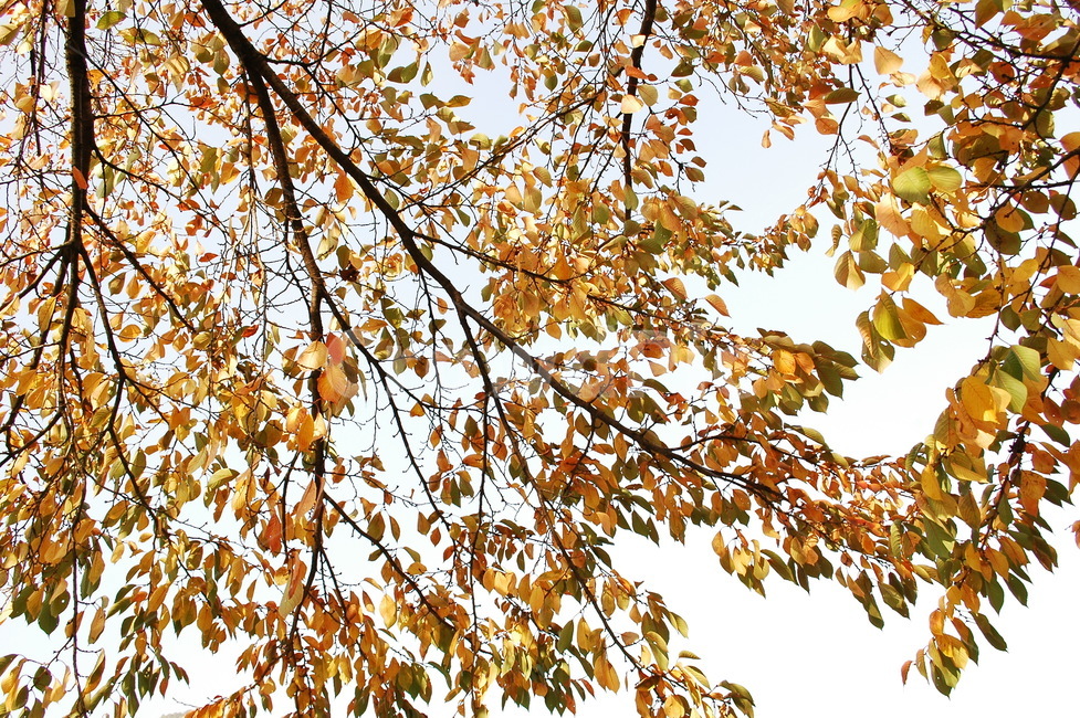 가을,단풍,낙엽,나뭇잎,단풍구경,단풍놀이,나무,나무가지,나뭇가지,가을,계절,fall,autumn,season,plant,식물,leaf,잎,tree