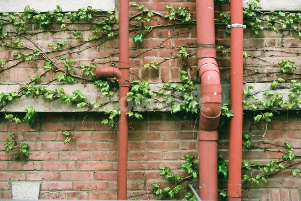 건물,덩굴,넝쿨,담쟁이,빈티지,담쟁이덩굴,식물,자연,plants,nature