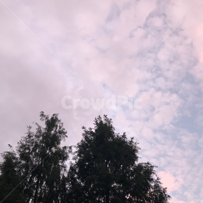 핑크하늘,분홍색,이쁜하늘,노을,뭉게구름,맑음,나무,자연,풍경,nature,landscape,weather,날씨,outdoors,옥외