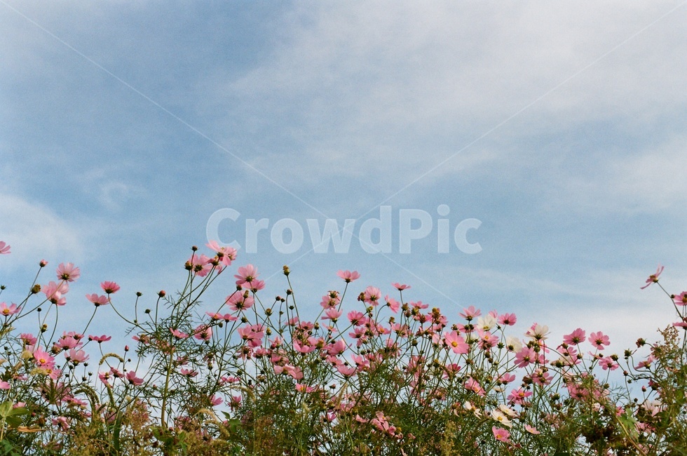 가을,꽃,코스모스,자연,풍경,nature,autumn,flowers,cosmos,landscape,가을꽃,fall,plant,식물