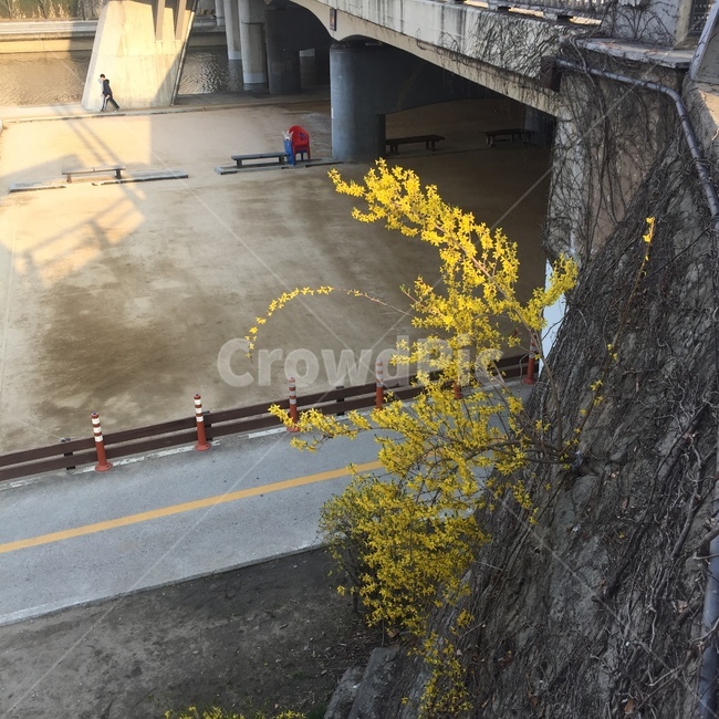 봄,개나리,forsythia,대봉교,flowers,풍경,봄꽃,계절,springseason,식물,자연,plants,nature,꽃,flower,나무,trees,wood,감성,sensible,feeling,spring,오후,화창한,봄날,korea,대구,다리에핀꽃,생명