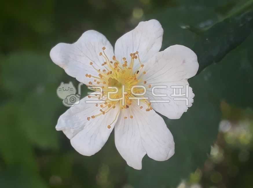 찌레꽃,흰꽃,꽃,야생화,자연