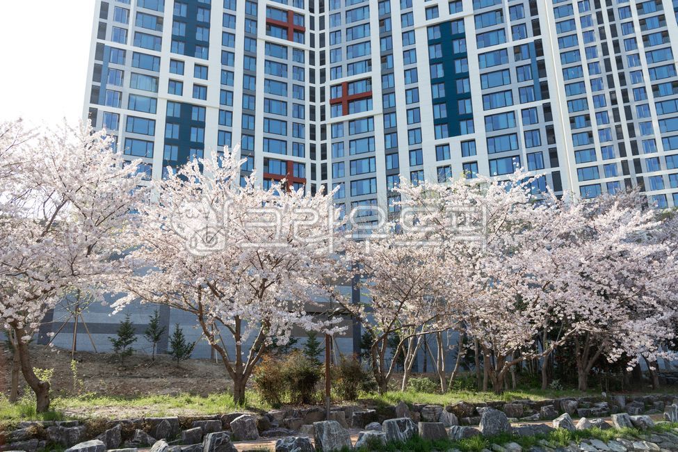 cherry,Cherry Blossom,leading,cherryblossom,Spring background,building,spring,spring flowers,Haesucheon,sight,season,Busan travel,flower snap,tree,flower,background,busan,spring scenery,flower scenery,flower background,travel,Busan Yeongdo,apartment,walk,