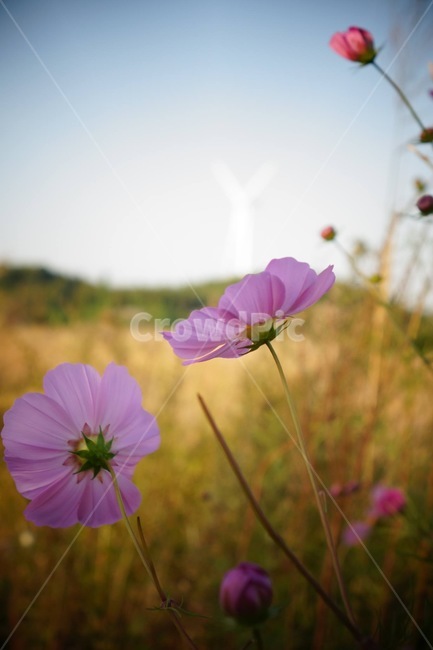 flower,코스모스,핑크색,꽃,plant