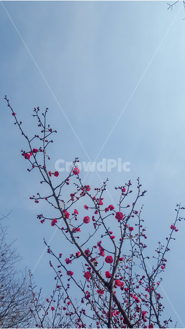 식물,나무,하늘,꽃,꽃망울,식물,자연,plants,nature,꽃,flower